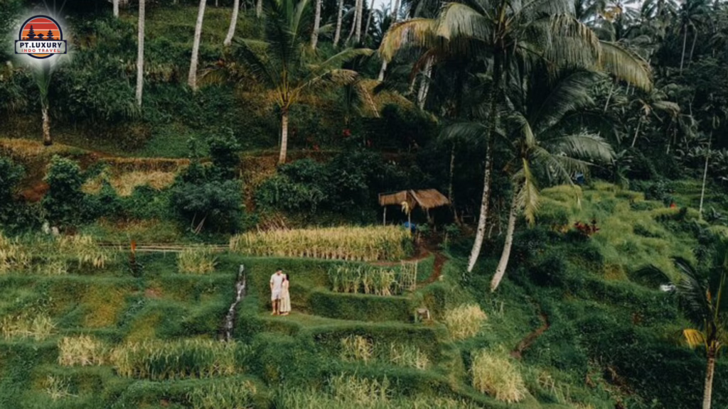 Rice Trace - Best DMC for Bali in India