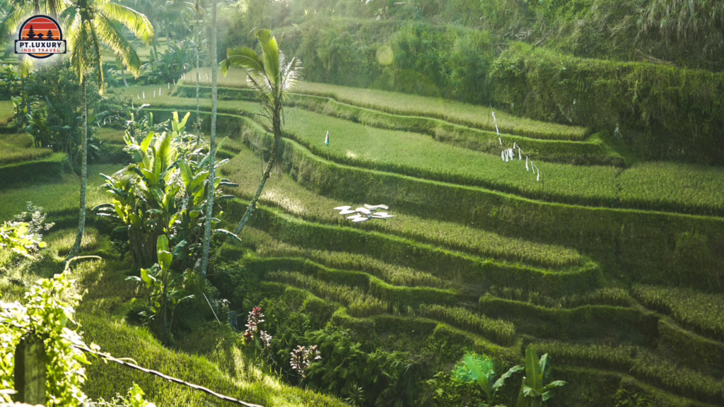 Rice Terrace - best Bali DMC for Indian travel agents